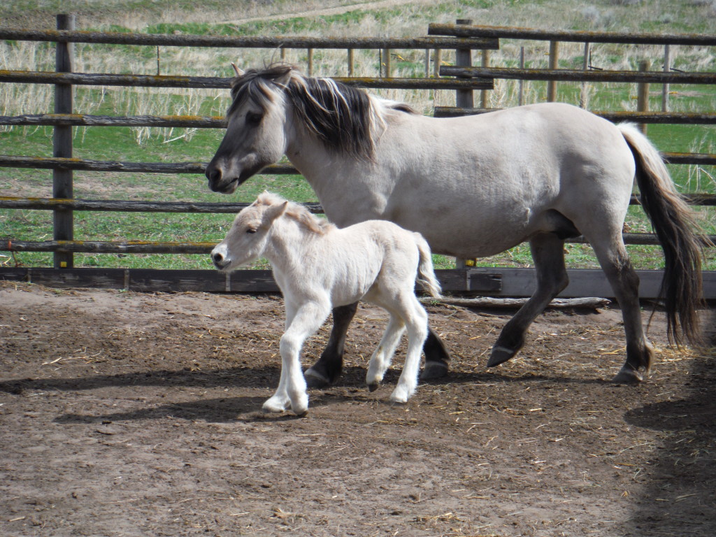 Fjord stallion for sale. Yearling Excellent pedigree