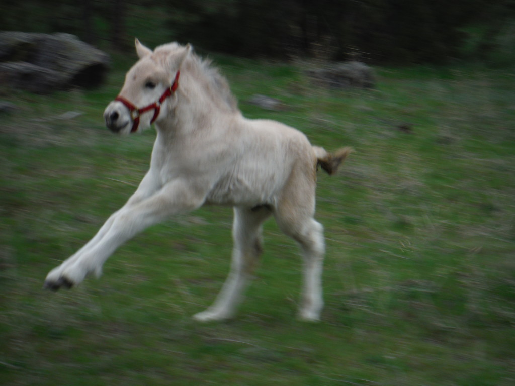 Fjord stallion for sale. Yearling Excellent pedigree