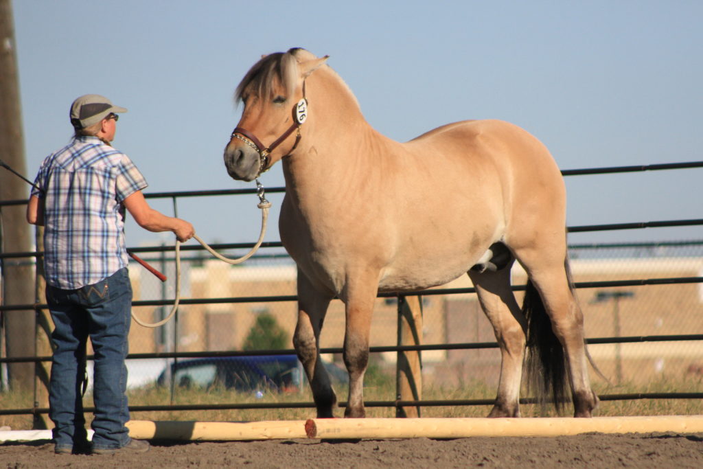 Fjord stallion for sale. Yearling Excellent pedigree