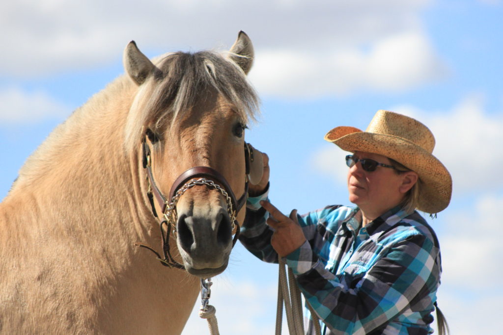 Fjord stallion for sale. Yearling Excellent pedigree